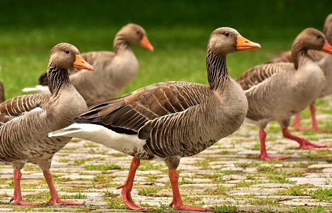 animal