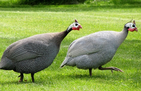 animal
