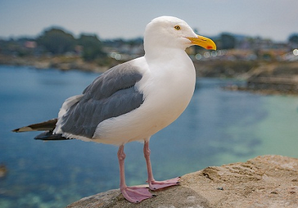 animal