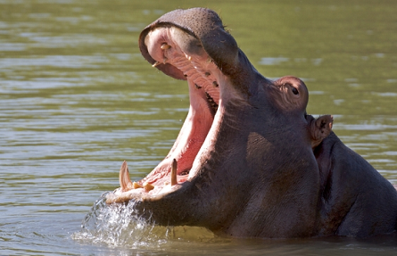 animal
