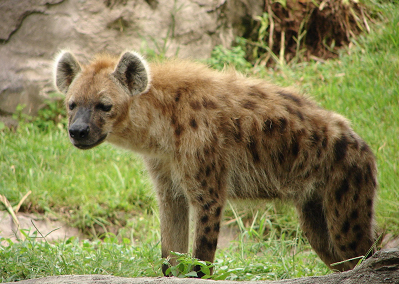 animal