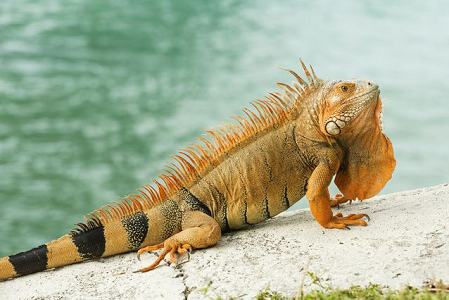 animal