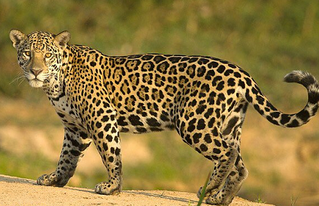 animal