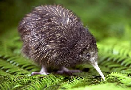 animal