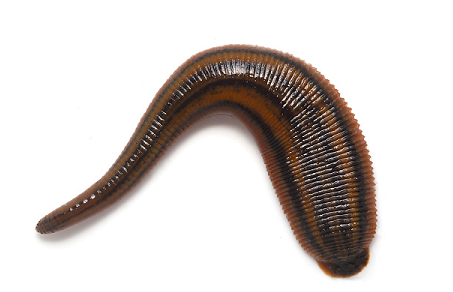 animal