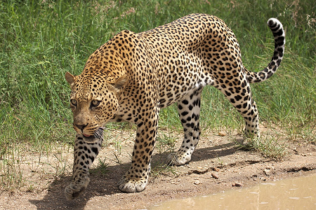 animal