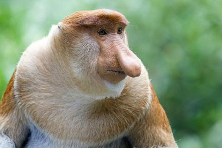 animal