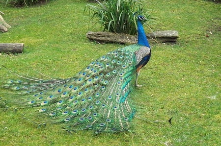 animal