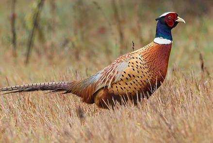 animal