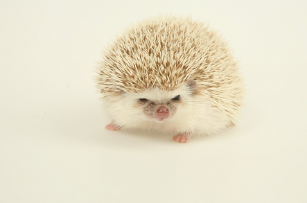 animal