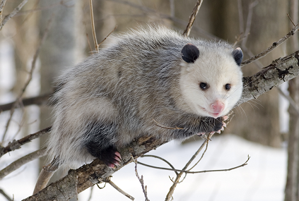 animal